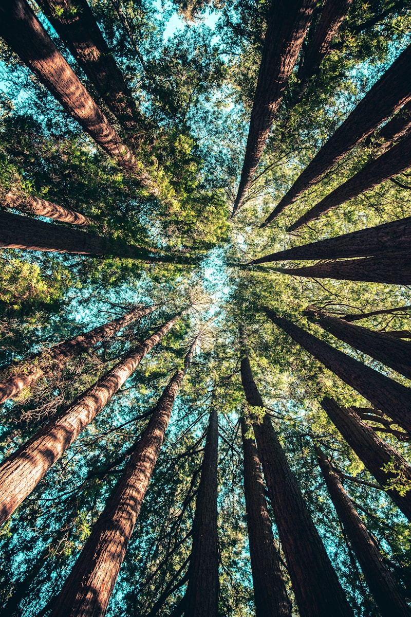 Photographie nature forêt de Haye